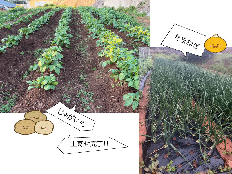 NEWS:yasai1の写真