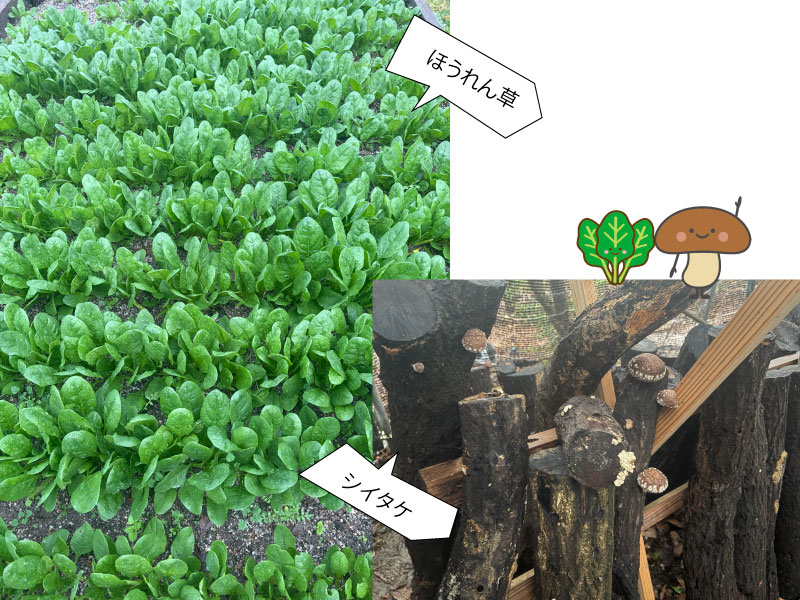 NEWS：yasai2の写真